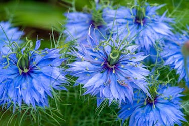 stauder frø jomfru i det grønne stauder frø jomfru i det grønne